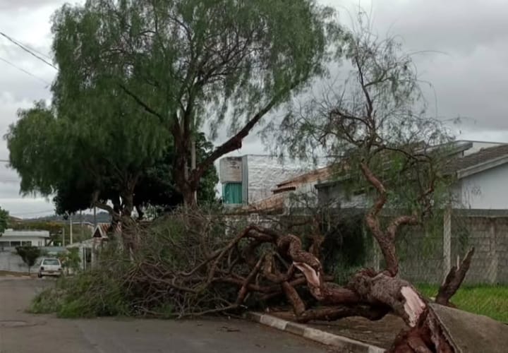  Vento derruba árvore no Santa Isabel